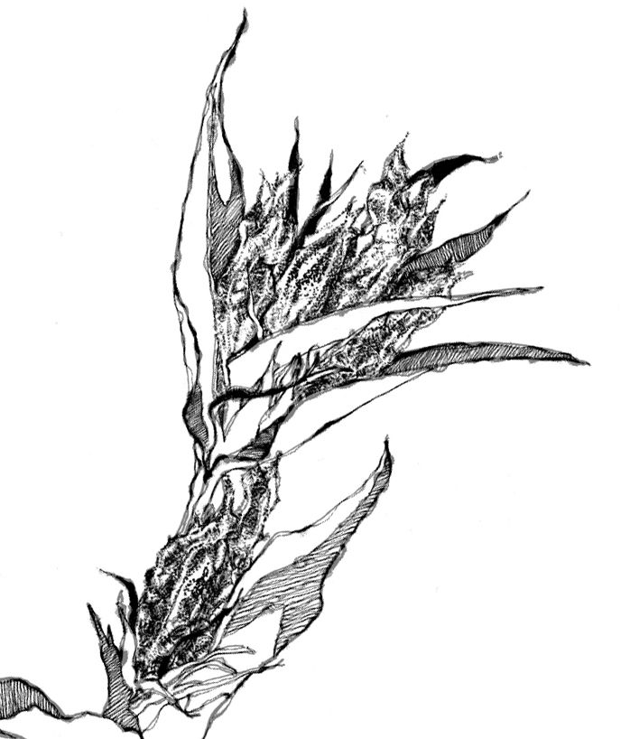 蘘荷